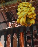 165th Shri Chitrapur Rathotsava 2026 - Day 7-8 (3, 4 April 2026) Pictures courtesy of Shri Abhinav Kalla